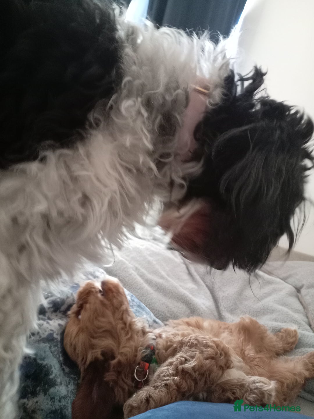 Cockapoo dogs for sale: Fb1 cockapoos puppies - Image 6