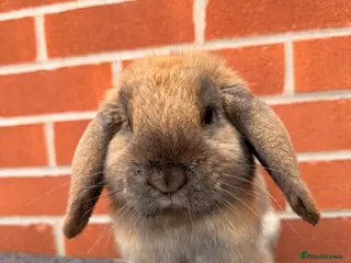 Mini Lop rabbits Mini lop boy looking for his forever home Adoption - Advert 1