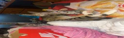 Mixed Breed cats for sale: Mixed breed kittens.  - Advert 1