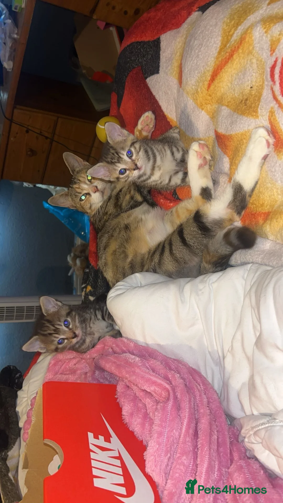 Mixed Breed cats for sale: Mixed breed kittens.  - Advert 1