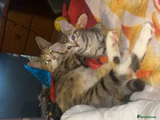 Mixed Breed cats Mixed breed kittens. - Advert 5