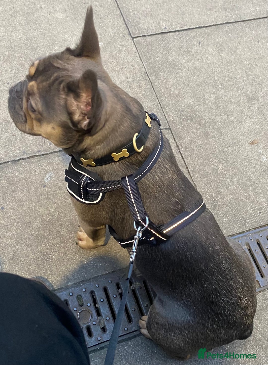 French Bulldog dogs for sale: 1 Female French Bulldog  - Advert 2