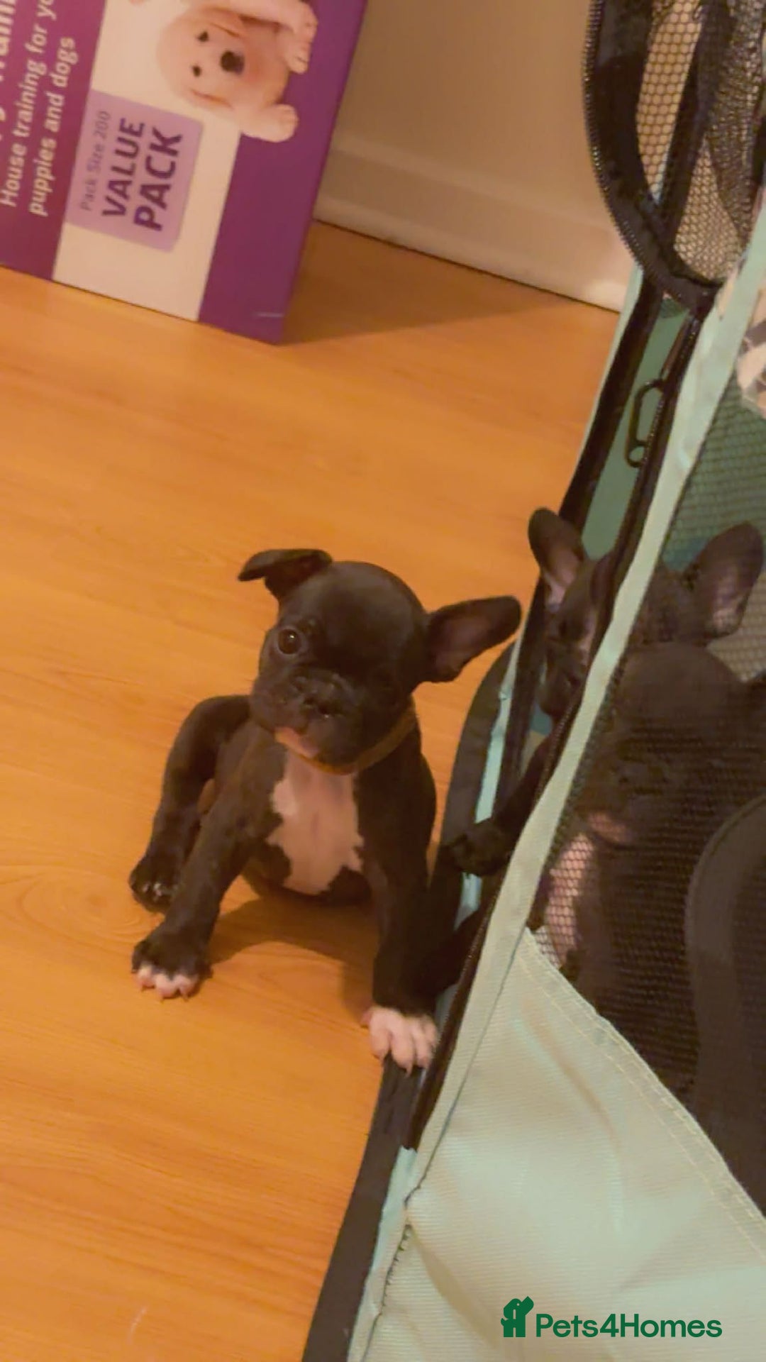 French Bulldog dogs for sale: French puppies  - Advert 14