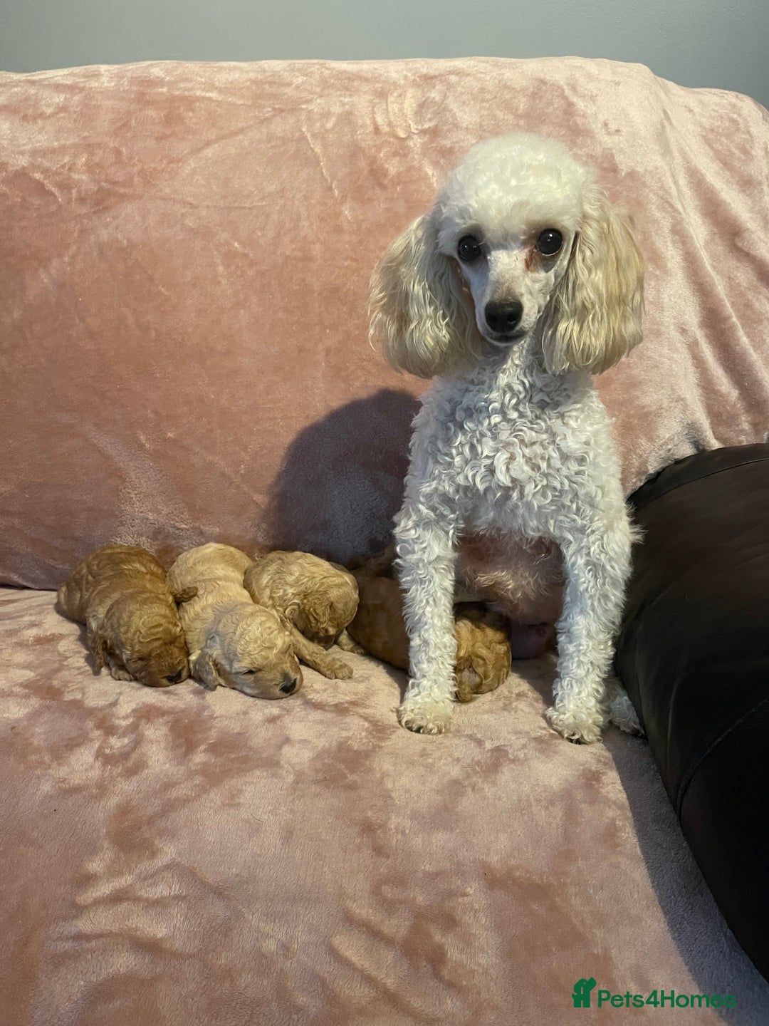 Toy Poodle dogs for sale: Stunning toy poodle puppies - Advert 5