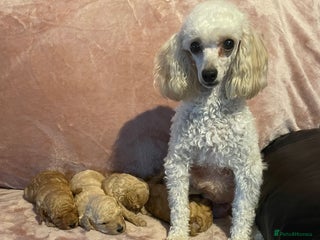 Toy Poodle dogs Stunning toy poodle puppies - Advert 3