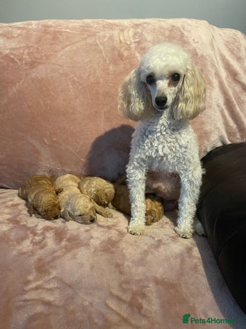 Toy Poodle dogs Stunning toy poodle puppies - Advert 1
