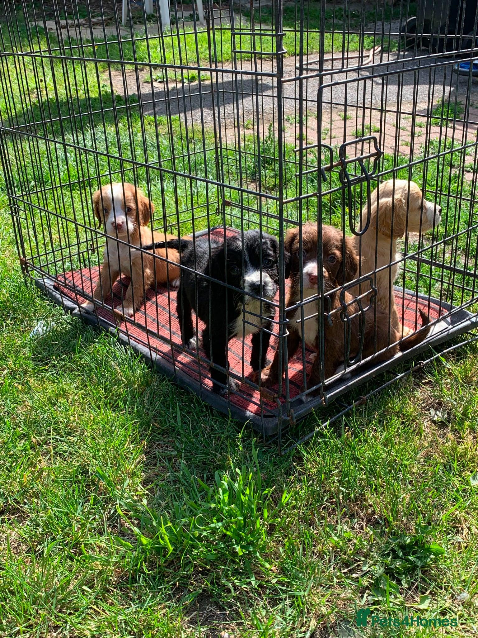 Cocker Spaniel dogs Beautiful cocker spaniel puppies for sale  - Advert 7