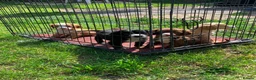 Cocker Spaniel dogs for sale: Beautiful cocker spaniel puppies for sale  - Advert 6