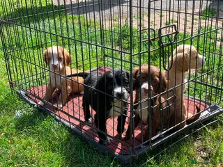 Cocker Spaniel dogs Beautiful cocker spaniel puppies for sale - Advert 7