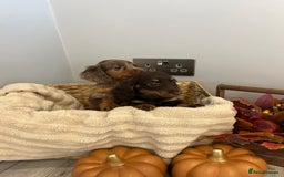 Miniature Dachshund dogs for sale: Beautiful miniature dachshund puppies  - Image 22