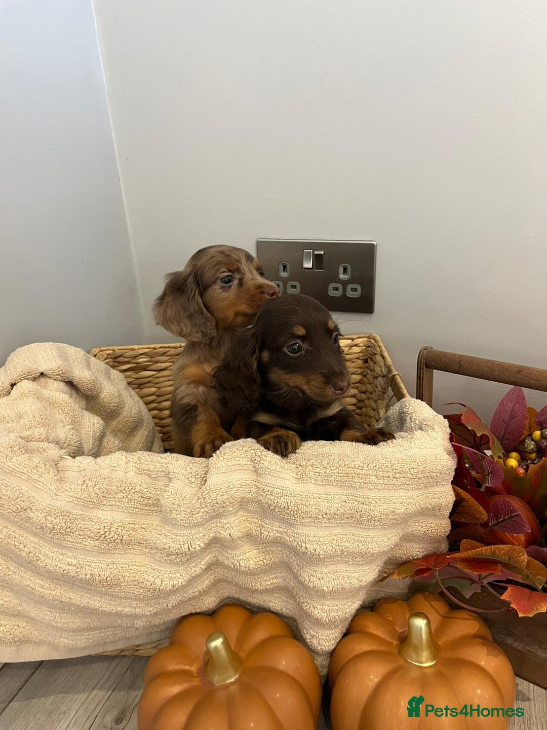 Miniature Dachshund dogs for sale: Beautiful miniature dachshund puppies  - Image 22