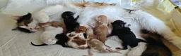 Maine Coon cats for sale: Maine coon MIX kittens  - Advert 1