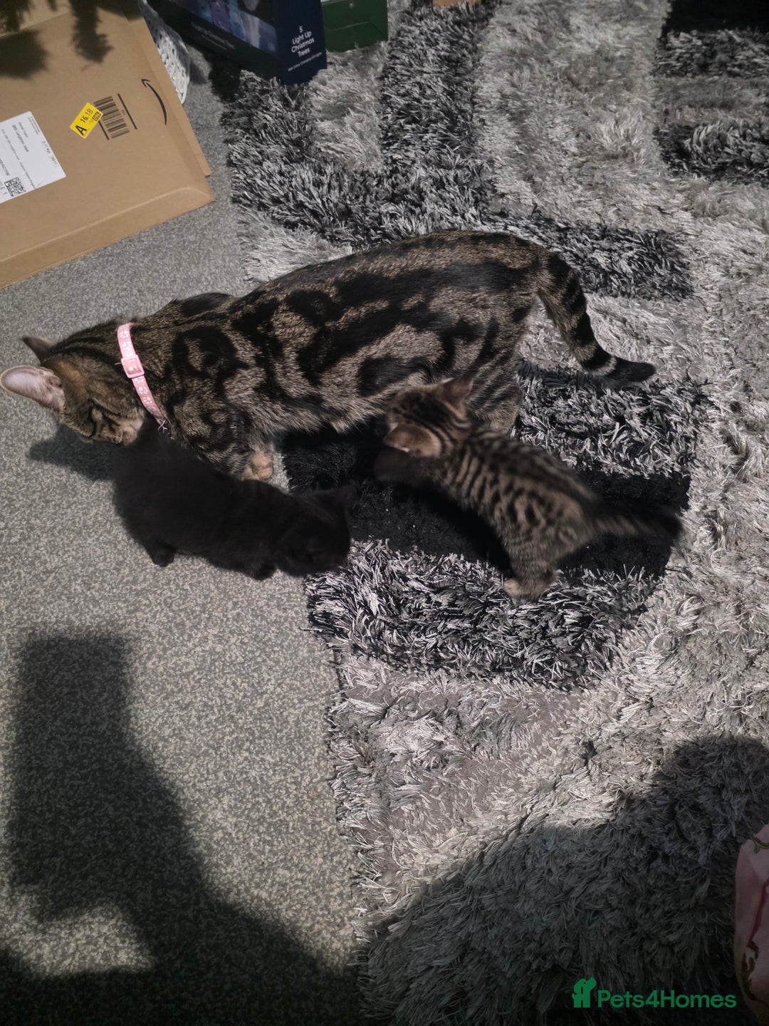Mixed Breed cats for sale: Beautiful kittens - Advert 1