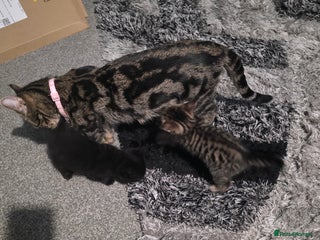 Mixed Breed cats Beautiful kittens - Advert 1