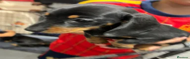Dachshund 1
