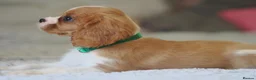 Cavalier King Charles Spaniel dogs for sale: KC Health Tested Cavalier King Charles Spaniel Pup - Advert 6