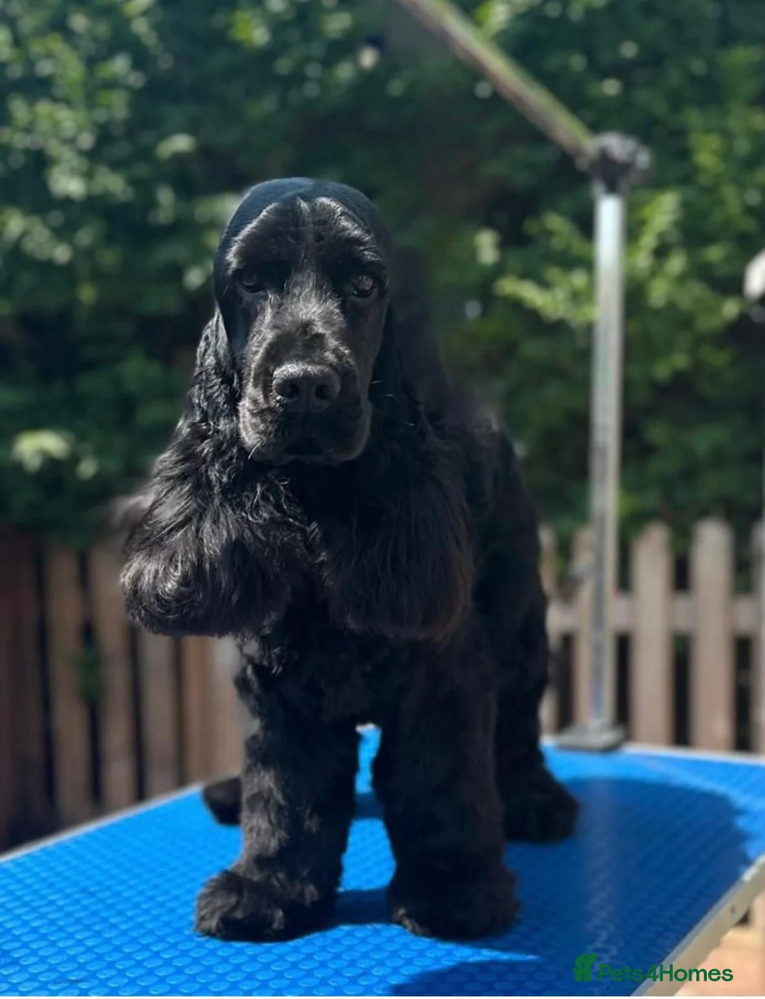 Cocker Spaniel dogs for sale: Quality show type puppies by Mango  - Advert 2