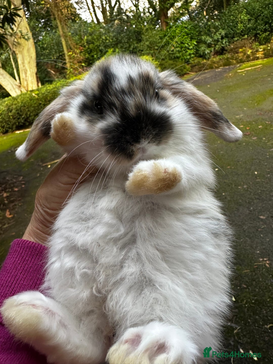 Mini Lop rabbits for sale: Mini lop baby bunnies, very well handled - Advert 4