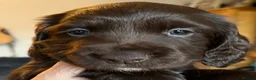 Sprocker dogs for sale: Gorgeous Sprocker Puppies - Advert 9