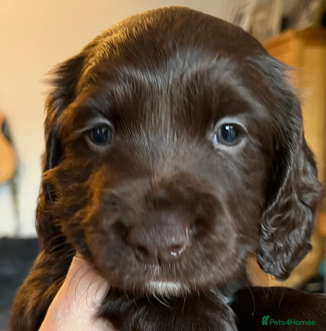 Sprocker dogs for sale: Gorgeous Sprocker Puppies - Advert 9