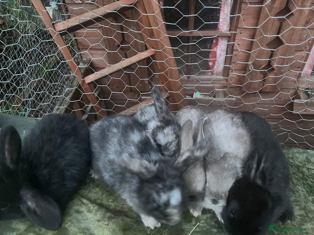 Mini Lop rabbits for sale:  Beautiful mini lop babies - Advert 8