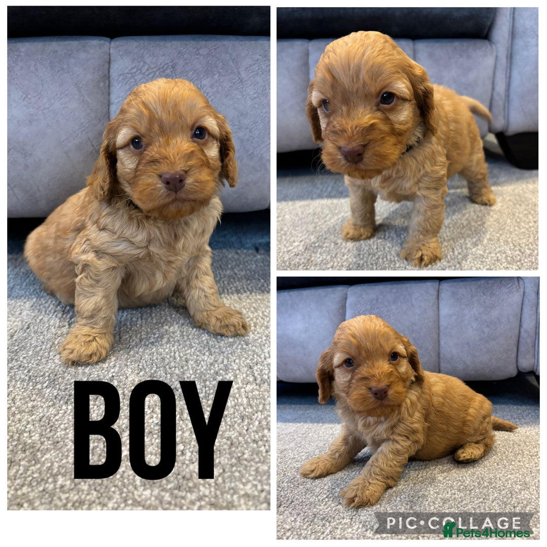 Cockapoo dogs for sale: Six stunning cockapoo puppies - Advert 5
