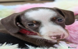 Miniature Dachshund dogs for sale: Gorgeous mini dachsunds puppy's - Image 8