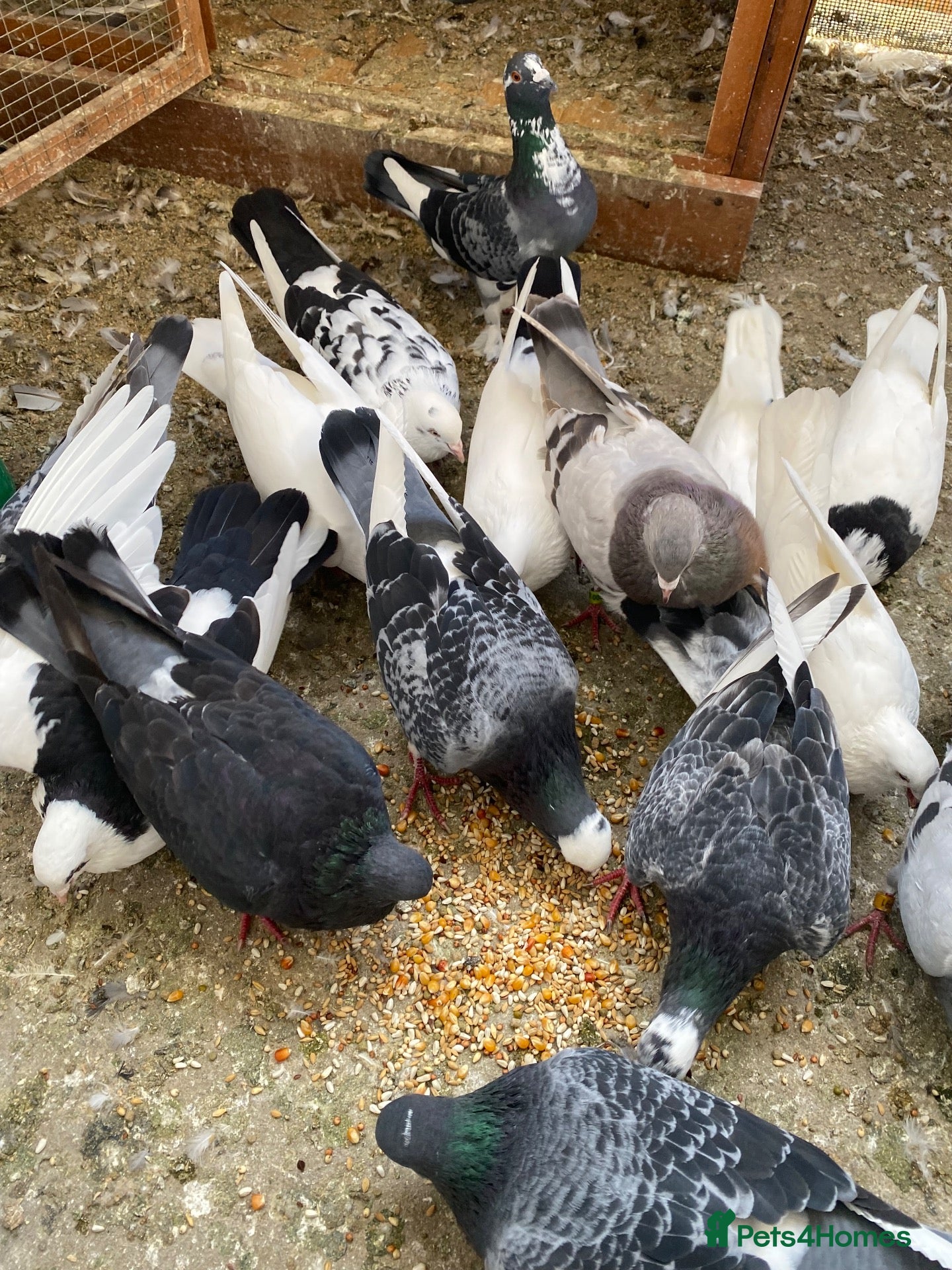 Pigeons birds Persian pigeons - Advert 2