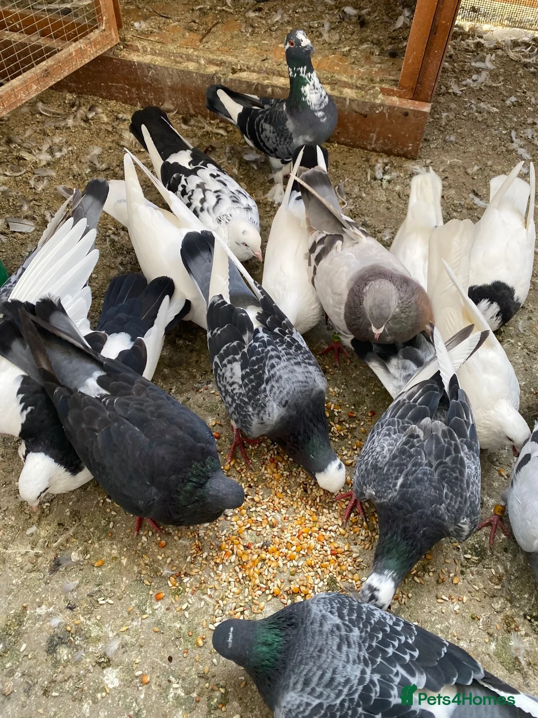 Pigeons birds for sale: Persian pigeons - Advert 2