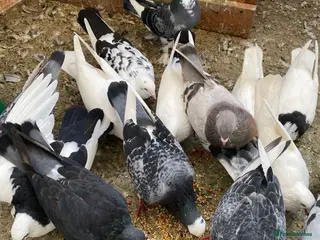 Pigeons birds Persian pigeons - Advert 2