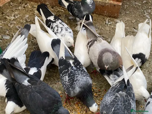 Pigeons birds for sale: Persian pigeons - Advert 2