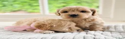 Mixed Breed dogs for sale: Stunning Shichon-poo teddies - Advert 25