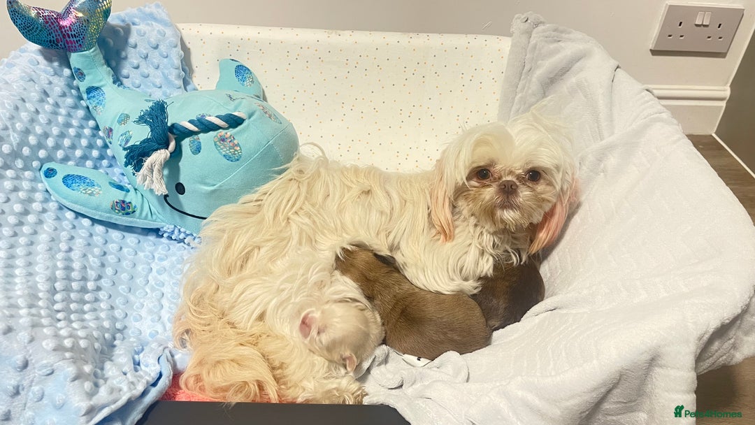 Shih Tzu dogs for sale: 2 adorable little imperial Shih tzus boys - Image 6