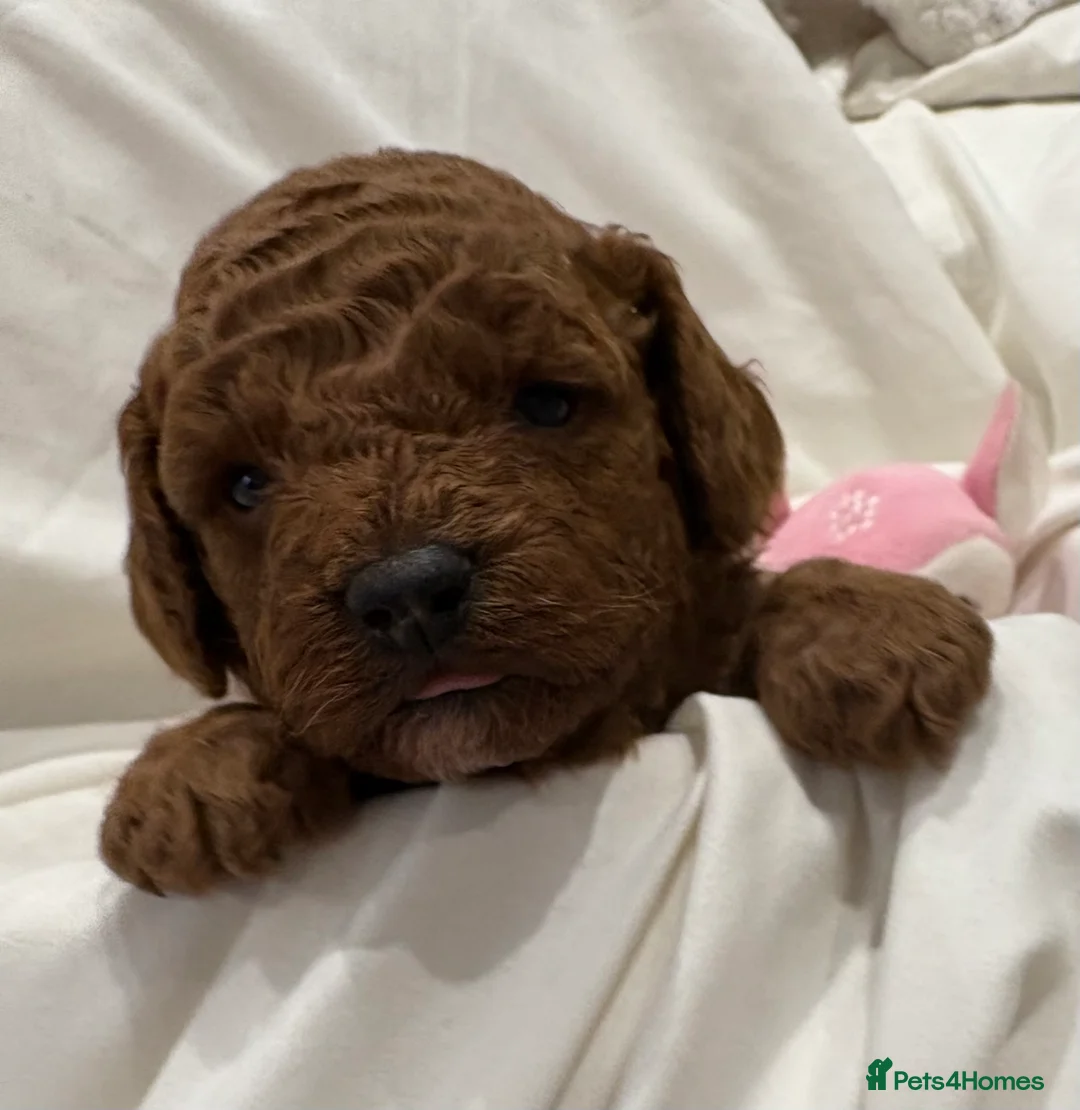 Cavapoo dogs for sale: Extensively DNA health tested and trained girl   - Advert 13