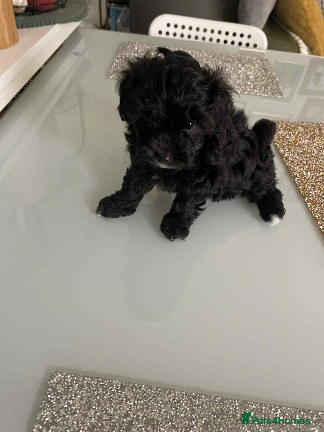Maltipoo dogs for sale: Maltipoo puppies for sale  - Image 12
