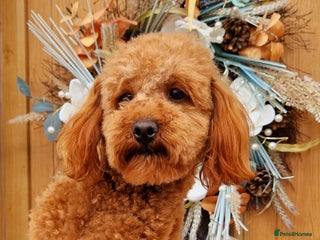 Toy Poodle dogs in Pontypool - Advert 38