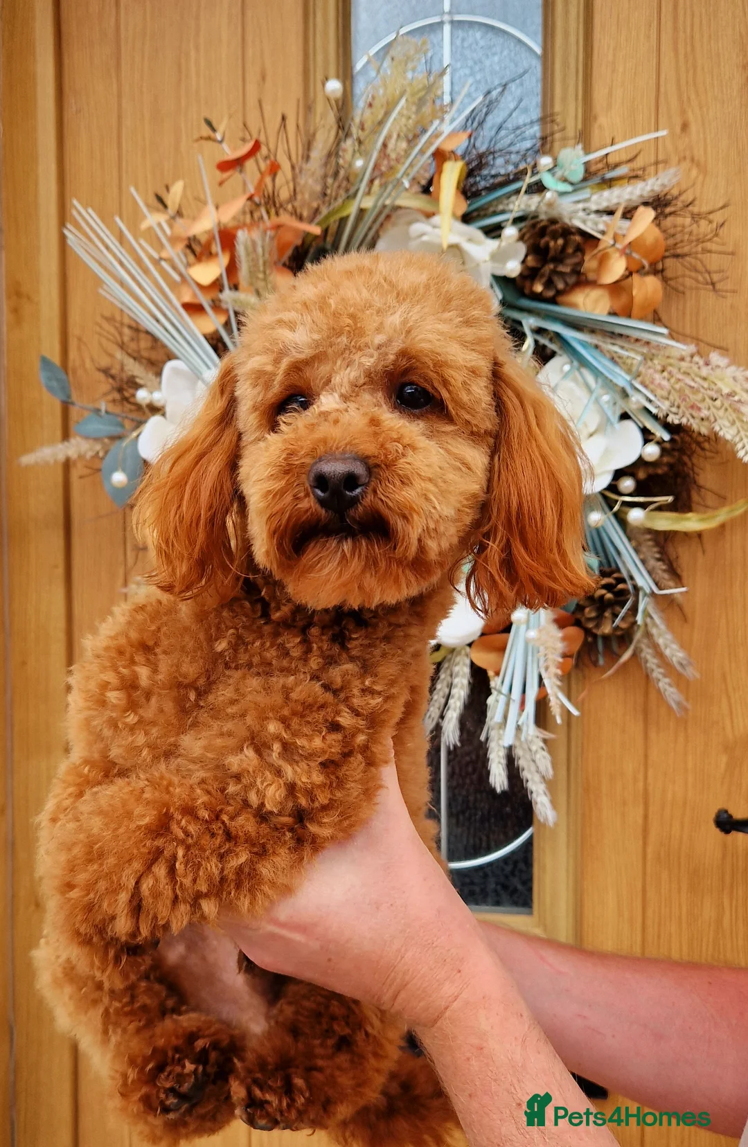 Toy Poodle dogs for stud: Toy poodle ,( stud only not for sale)  in Pontypool - Advert 1