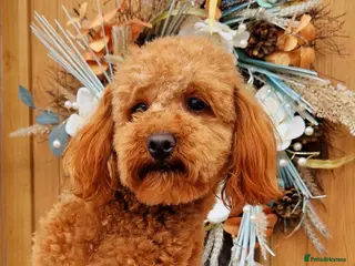 Toy Poodle dogs Toy poodle ,( stud only not for sale) in Pontypool - Advert 5