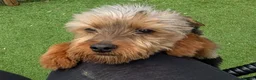 Yorkshire Terrier dogs for sale: Yorkie female puppy - Advert 3