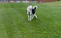Siberian Husky dogs for stud: Stunning Blue eye Sibrian Husky for Stud  in Liverpool - Image 2