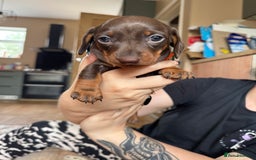 Miniature Dachshund dogs for sale: Smooth haired Miniature dachshund - Image 3