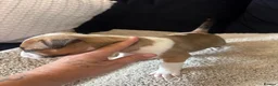 English Bull Terrier dogs for sale: English bull terriers puppies - Advert 26