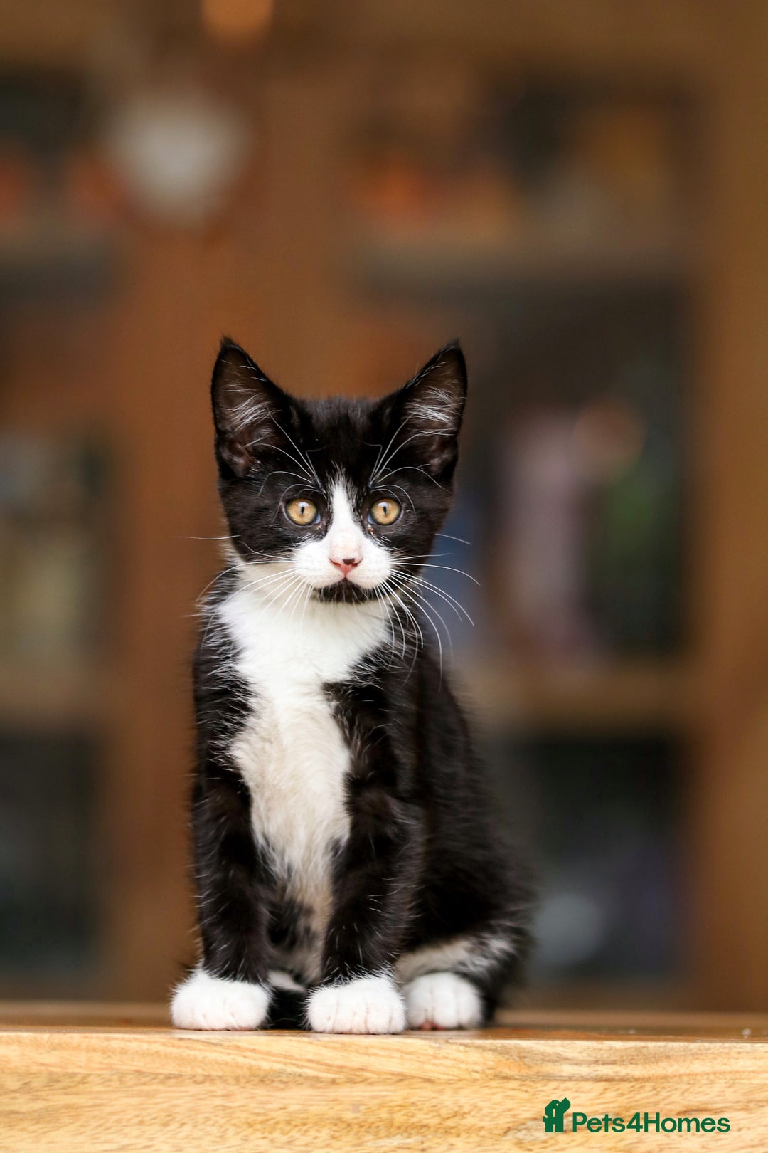 Maine Coon cats for sale: Beautiful Maine Coon X Kittens - Image 12