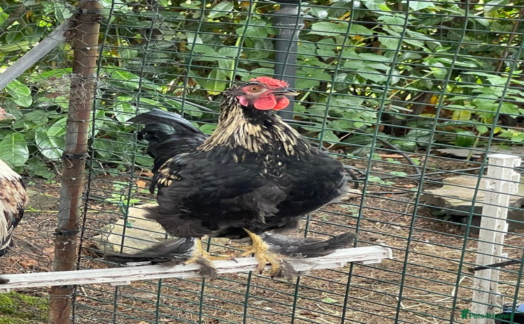 Chickens poultry - Advert 8