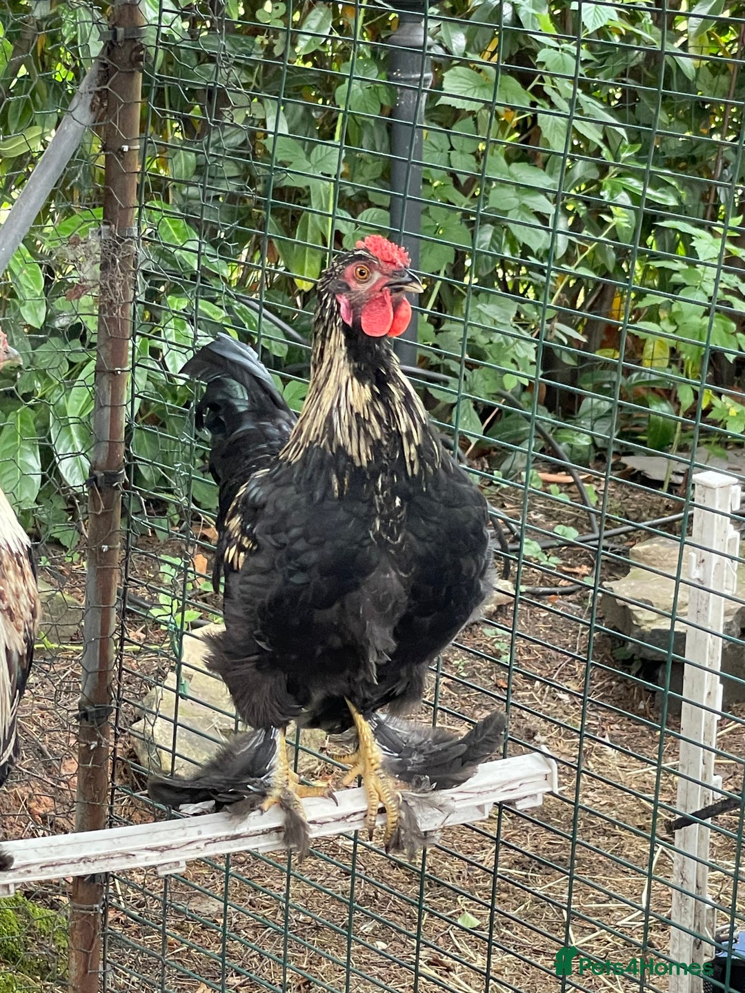 Chickens poultry for sale: Young cockerel free to good home  - Image 1