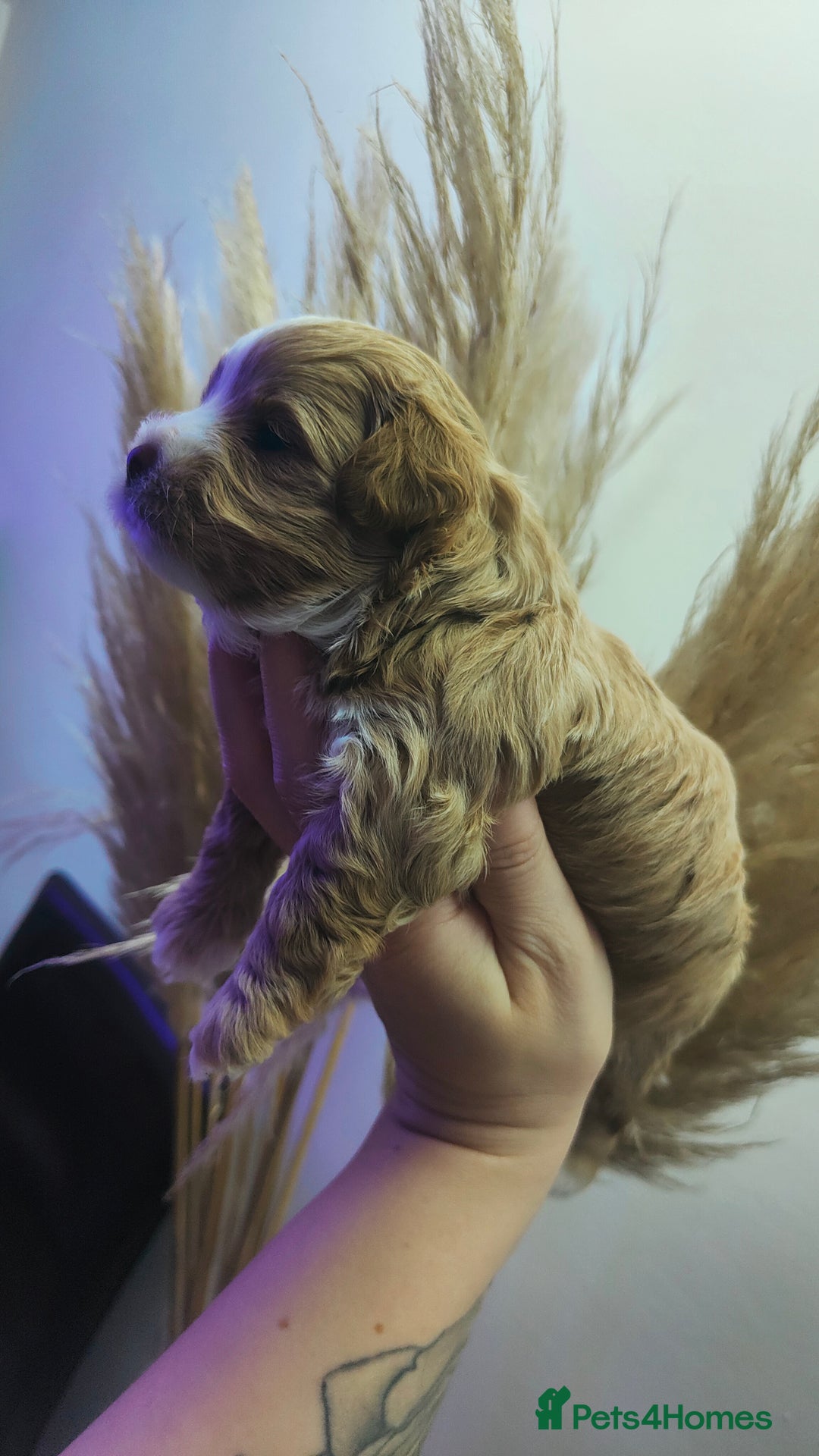 Maltipoo dogs for sale: F1 Tiny Maltipoo Puppies  - Advert 8