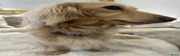 Miniature Dachshund dogs for sale: 👑✨MINI LONG HAIRED CREAMS✨👑 KC ✨ HEALTH TESTED ✨ - Advert 3