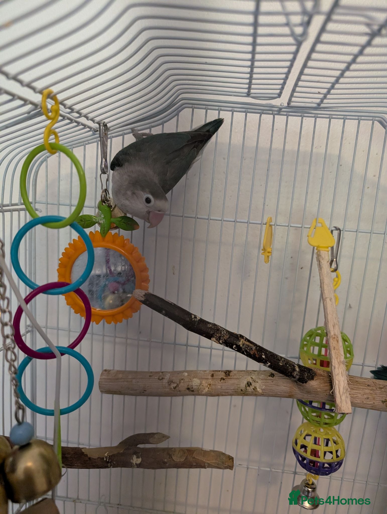 Lovebirds birds Breeding pair  - Advert 2