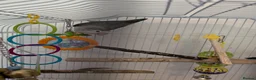 Lovebirds birds for sale: Breeding pair  in Aberdeen - Advert 1