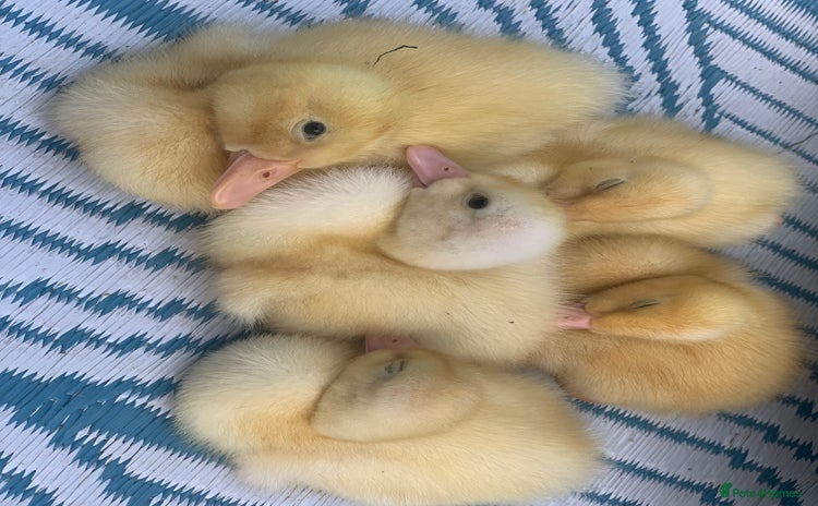 Ducks poultry - Advert 1